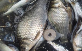 鲫鱼甩籽多久结束,甩籽一次需要3天的时间