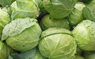 什么是圆白菜，通常是指甘蓝