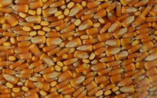 农民如何放心购买玉米种子，找准商家很重要