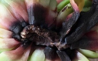 多肉的常见病及处理方法，常见的有赤霉病、炭疽病等