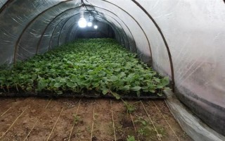 夏季蔬菜育苗要注意什么，及时分苗间苗可让秧苗更粗壮