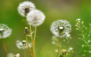 蒲公英如何鉴别，它的叶片细长呈倒卵披针状