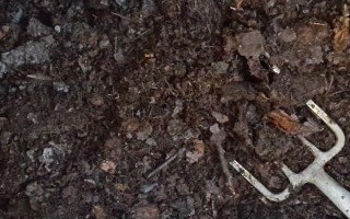 怎么养倒挂金钟,在生长期7-10天左右施肥一次