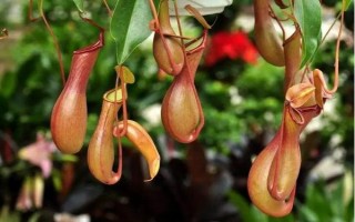 猪笼草的形态特征，株高在3米左右