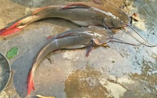 云南省的家畜与家禽地方品种，有六大名猪、名牛、名羊等