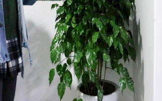 让幸福树安全过冬的方法，可将室温保持在10℃左右