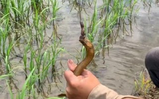 钓黄鳝的实用技巧，作钓钩子可以自己制造