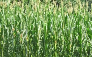 禾田205玉米种子特征特性，大喇叭口期应注意防治玉米螟