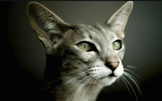 世界上最小的猫的种类，常见的有茶杯猫、欧洲短毛猫等