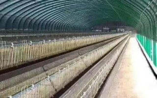 养鸽必需设备,需要巢盆、食槽、饮水器等设备
