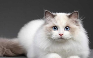 猫杯状病毒感染的症状，轻型的症状为发热、打喷嚏等