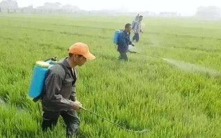 打了除草剂的地块多久能种白菜，大概需要间隔5-7天左右