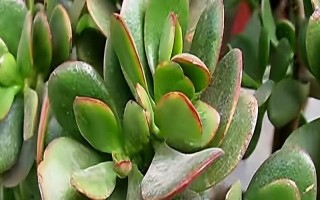 怎么让燕子掌开花，关键是要养在光照充足且温暖的地方