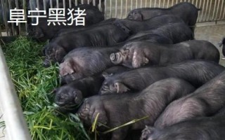 江苏省阜宁县特产,是江淮生态经济区新时代鱼米之乡