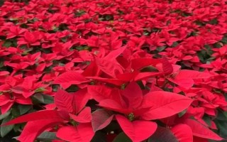 一品红能不能净化空气，可吸收有害气体并增加湿度