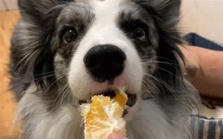 狗狗能吃水果吗，从以下5点出发去饲喂