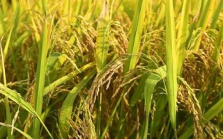中科盐12号水稻种子特点,粳型常规水稻品种