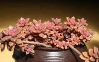 姬胧月多肉有没有毒，全株上下不含有一点毒性