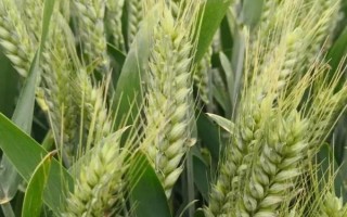 青麦3号小麦种子特征特性，该品种中抗小麦条锈病