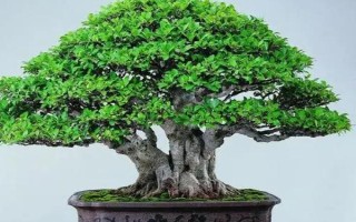 让榕树主干发芽的方法，萌芽前可在芽点处涂抹赤霉素