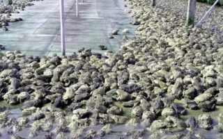 林蛙的养殖技术，卵孵化期要注意卫生环境