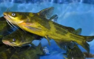 黄颡鱼的产地，长江中下游的河流湖泊中较多