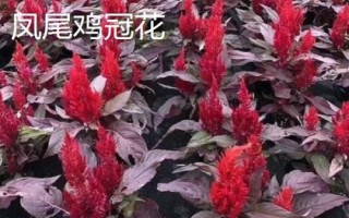 鸡冠花有哪些品种，常见种类有凤尾鸡冠花、多头鸡冠花、璎珞鸡冠花