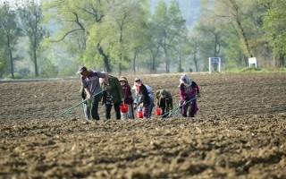 天冬的价格，大概在22-35元一斤