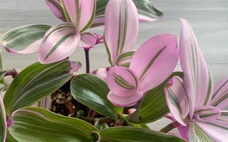 冬天怎么养油画婚礼吊兰，温度控制在20-25度左右