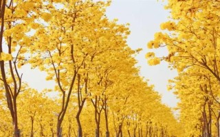 风铃木的寓意，花语是感谢