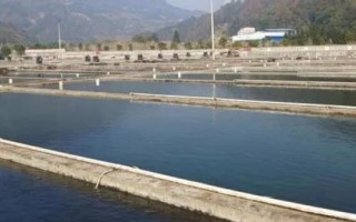 养殖鳜鱼的条件,池塘水源要充足、干净、温度适宜
