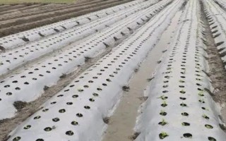 地膜种菜应如何浇水，一是滴灌，二是直接灌溉