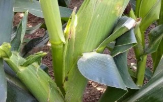 BM800玉米品种简介,每亩施尿素7.5千克