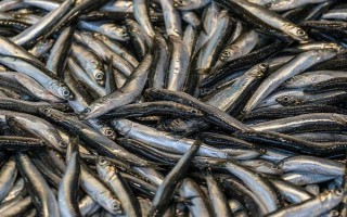 丹江口市银鱼的产地，产地主要在湖北十堰丹江口市