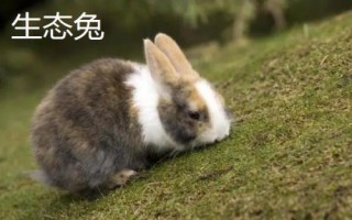 养殖兔子的方向，肉兔适合大部分养殖户