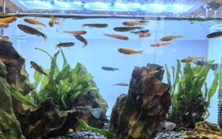 养鱼水怎么养,一般要过滤、充氧才会好