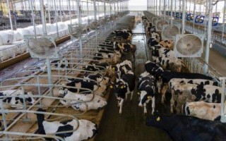 怎么建设奶牛养殖场，需规划出消毒室、消毒池、产房、牛舍及其它相关设施