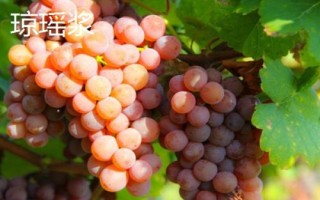绿色葡萄品种,包括碧香无核、阳光玫瑰、绿玫瑰等类型