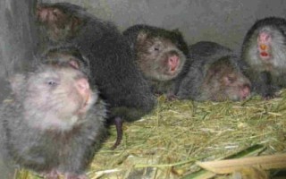 竹鼠的养殖条件，喜在安静、阴暗、清洁的环境