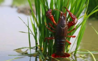 农村养殖小龙虾要注意什么，将黑鱼和鳝鱼作为重点防范对象