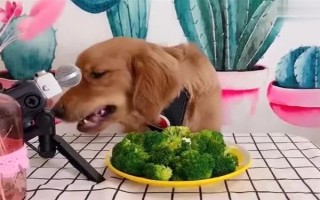 母狗绝育后如何护理,可以喂蛋白质含量高的食物
