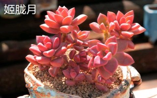 姬胧月和胧月有什么区别，前者是草本植物、后者是常绿灌木