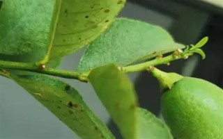 柠檬苗推荐品种，尤力克、菲诺、热那亚等品种值得选择