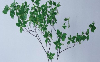 吊钟树怎么水培，要每隔一周更换一次清水