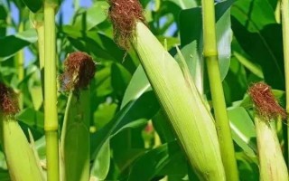 金禾1号玉米种子特征特性,平均全生育期127天