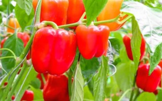 菜椒一亩地产多少斤，一般能产1-2千斤左右