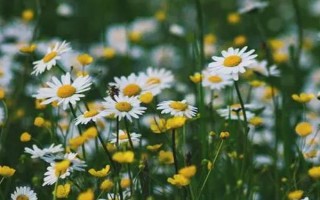 小雏菊的花语，寓意隐瞒的爱、纯洁的美等