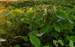 牡豆9号大豆种子特点，选择中等肥力地块