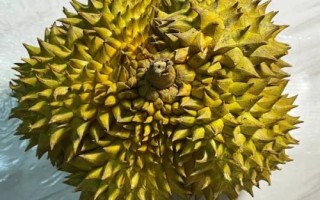 南方适合种哪些水果,海南省和云南省适合种植榴莲