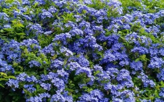 蓝雪花的形态特征，一般高约20-30厘米